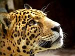 In spite of hunters sabotage, jaguars are tried to be saved